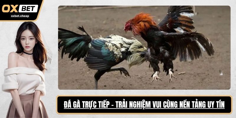 đá gà trực tiếp