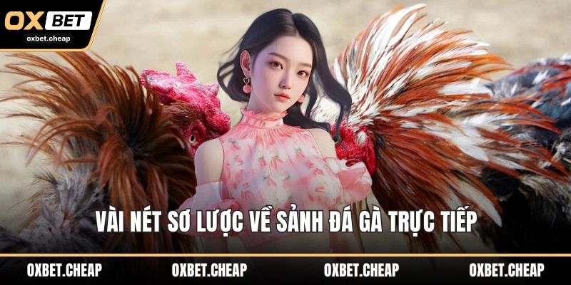 Vài nét sơ lược về sảnh đá gà trực tiếp